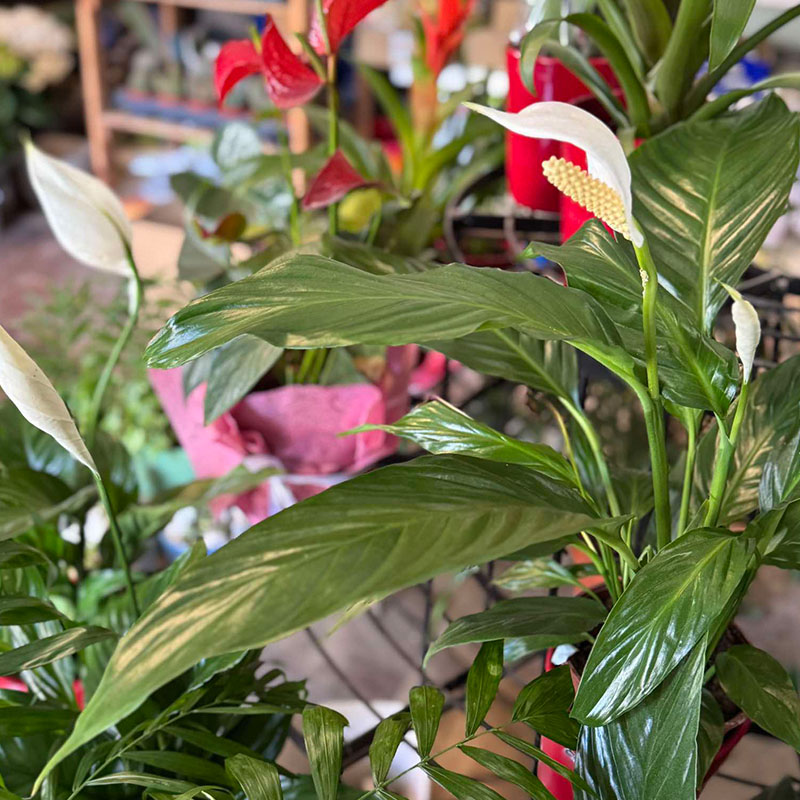 Kontogiannis Flower Shop Poros